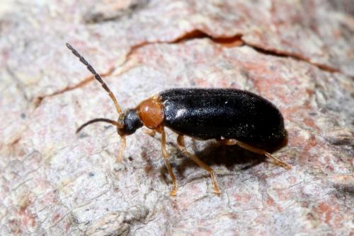Réf. 256 548 : Conopalpus brevicollis